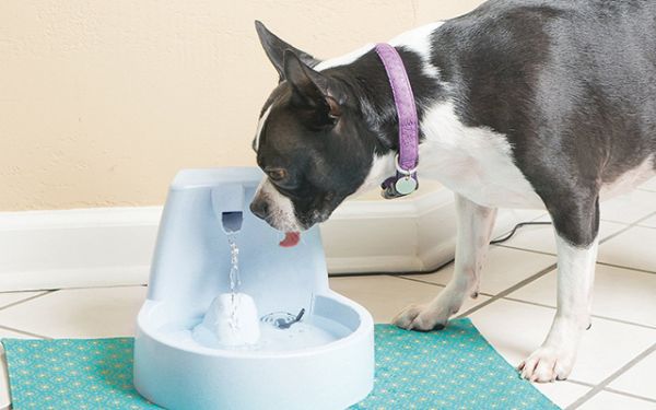 贝适安（PetSafe）DrinkwellOriginal活氧喷泉宠物自动饮水机