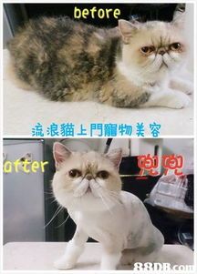 宠物护理：呵护新生流浪猫，快乐成长！