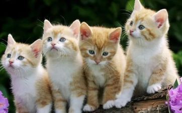 猫咪送走的禁忌 猫为什么不能随便送人
