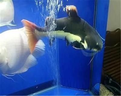 招财猫鱼苗营养需求详解：如何判断招财猫鱼苗营养是否均衡 其他宠物 第3张