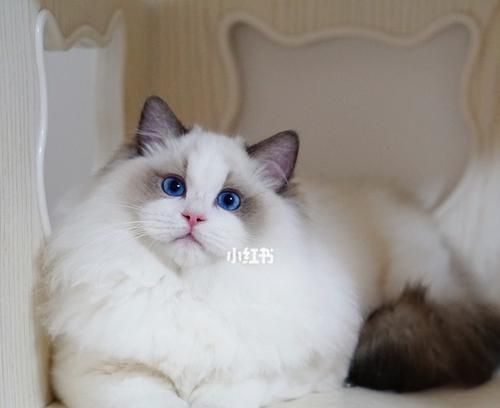 如何给一岁布偶猫提供营养均衡的饮食？