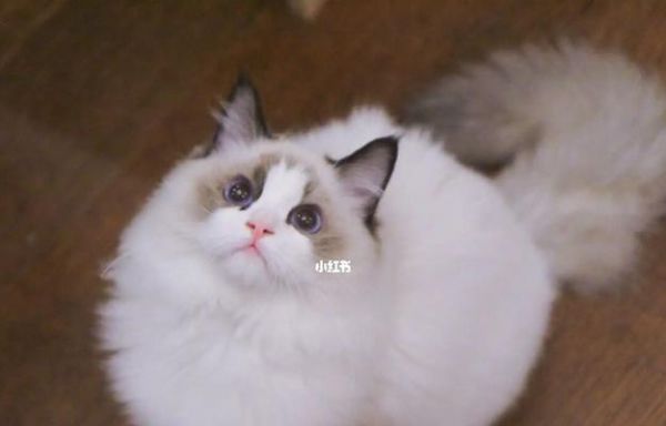 如何给一岁布偶猫提供营养均衡的饮食？
