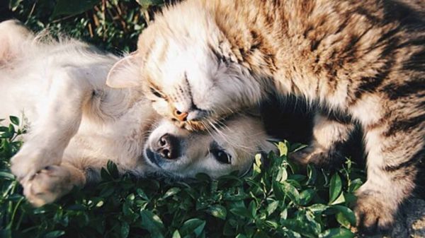 狗和猫