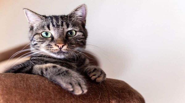 Cat sits on the arm of a couch.