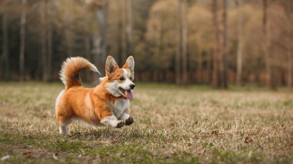 Welsh Corgi