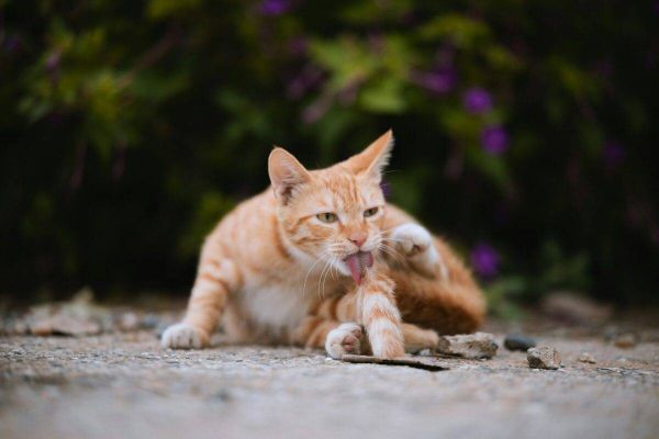 Ginger cat self-grooming.