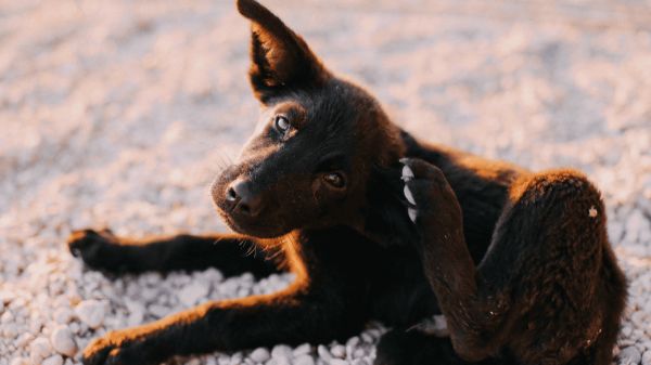 Puppy scratching its ear