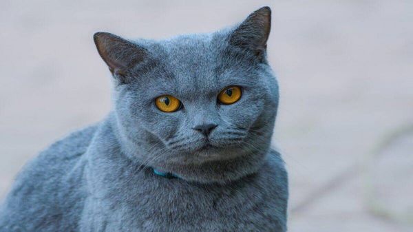 Grey cat with piercing amber eyes.