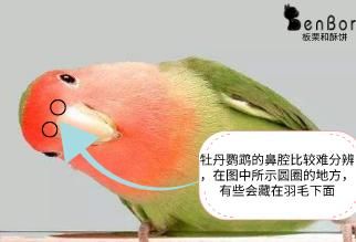 “养宠小白必看！最容易上手宠物鸟推荐”