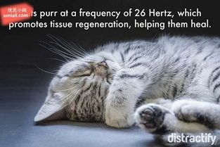 猫咪偷食揭秘:宠物心理行为解析