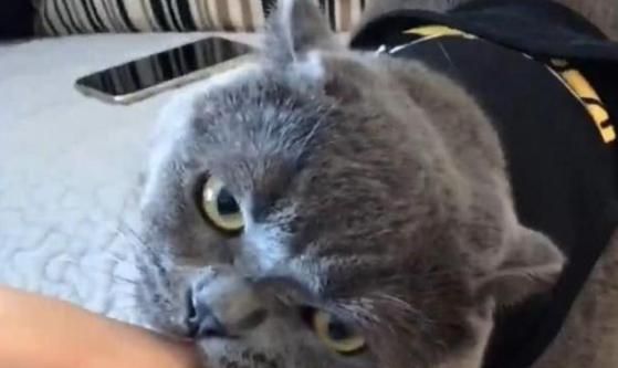 猫咪偷食揭秘:宠物心理行为解析