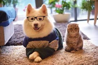 宠物之道：养犬生活习性解析