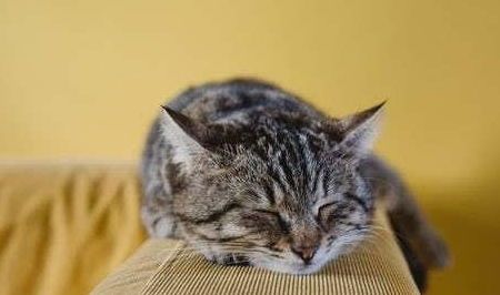 猫咪拆家，宠物行为解析