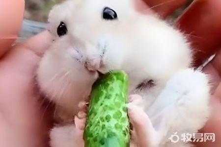 怎么才能养好仓鼠
