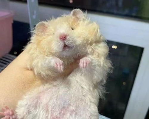 以黑熊仓鼠为宠物的饲养方法（营造舒适环境）