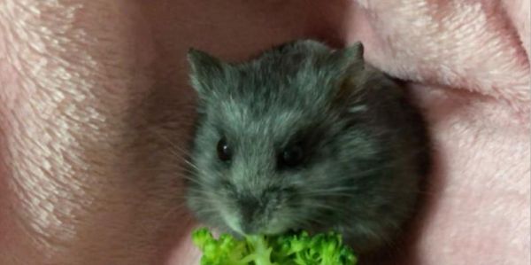 以黑熊仓鼠为宠物的饲养方法（营造舒适环境）