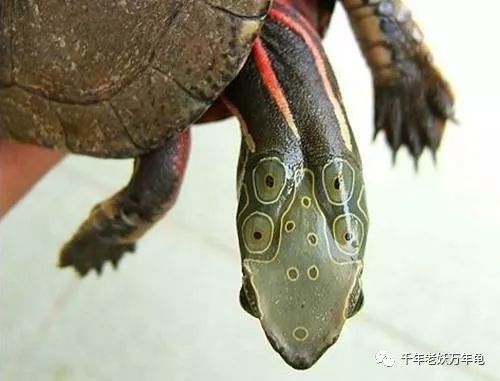 预防宠物龟眼斑外伤感染