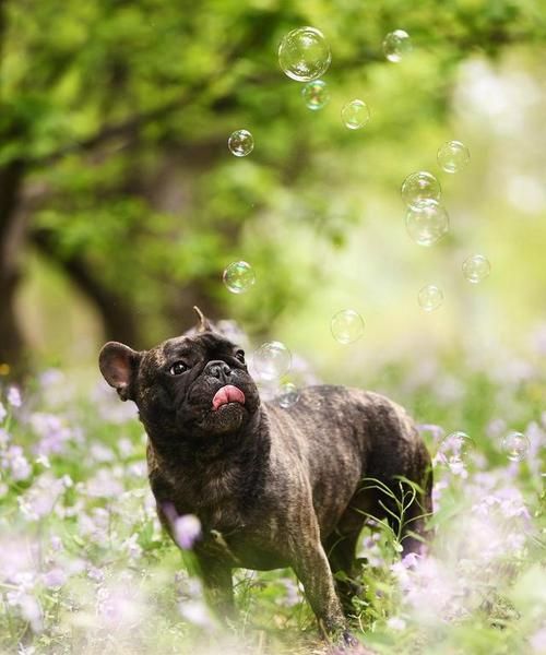 法斗与巴哥犬（为何有人会将法斗和巴哥犬混淆？）