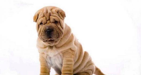 法斗与巴哥犬（为何有人会将法斗和巴哥犬混淆？）