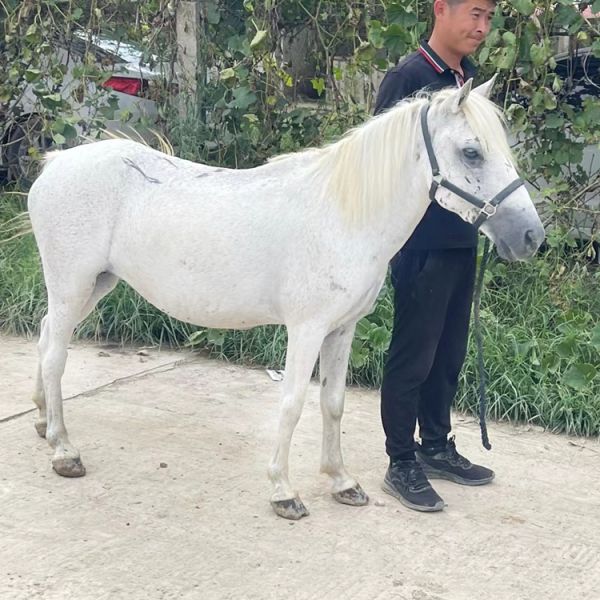 宠物小马多少钱一匹 黄山哪里可以买到宠物马