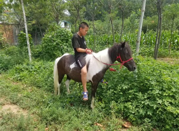 甘孜宠物小马一般多少钱一只