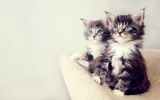 猫咪亭：宠物界，喵星人生活指南。