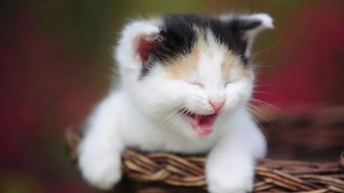 猫咪亭：宠物界，喵星人生活指南。
