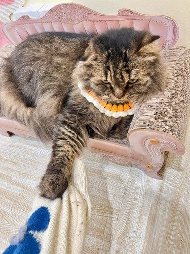小猫：很不高兴为您服务！！深圳撸猫现场