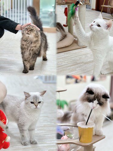 人均30r 喝茶、零食、撸猫不限时！