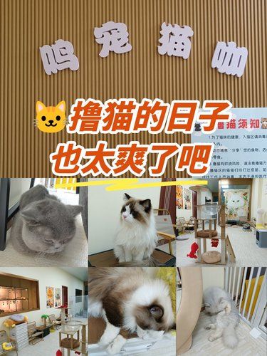 鸣宠猫咖，撸猫爱好者的天堂