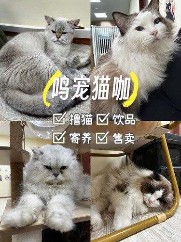 在福田30就能撸猫还送饮品❗️