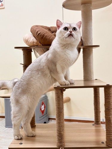 春节猫咪寄养找到了，深圳铲屎官有救了