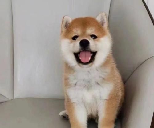 柴犬赛级犬只的售价是多少？