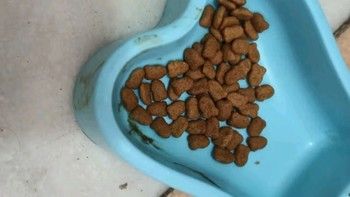 帮助猫咪之猫粮