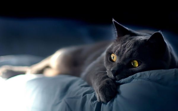 养猫,劝你不要养“黑猫”,过来人告诉你原因