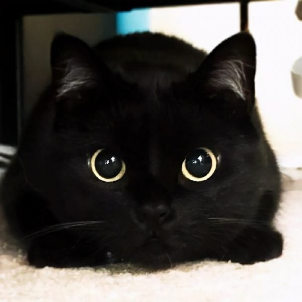 养猫,劝你不要养“黑猫”,过来人告诉你原因