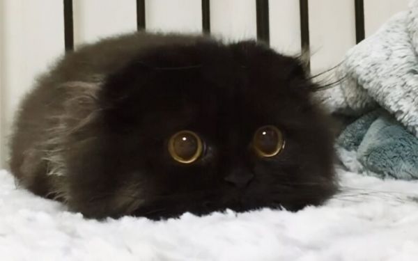 养猫,劝你不要养“黑猫”,过来人告诉你原因