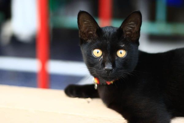 神情诡异的黑猫 