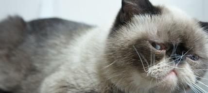 猫咪胡子变黑的原因分析（探究猫咪胡须变黑的秘密）