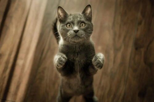 神秘纯黑，独特猫种宠物