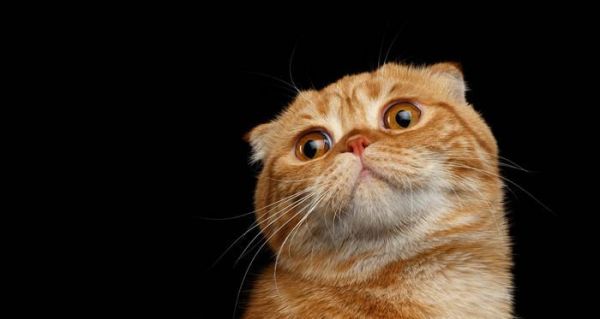 纯黑色折耳猫是什么品种？黑色折耳猫的品种特点是什么？