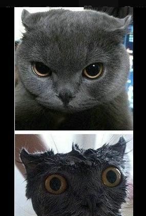 纯黑色折耳猫是什么品种？黑色折耳猫的品种特点是什么？