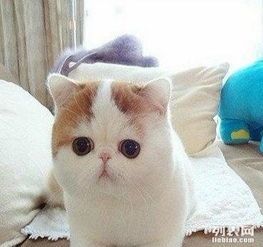 宠物猫鼻黑结块，巧用牙膏轻松除。