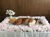 北京猫猫火化服务-善终仪式 价格透明有保障