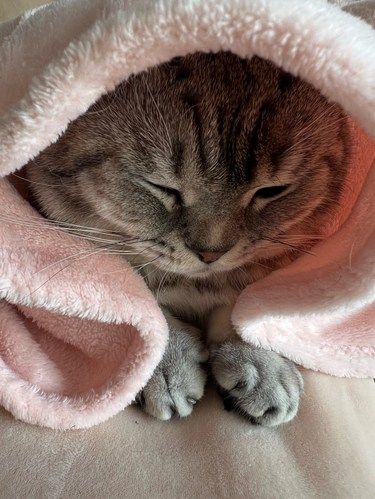 床上的懒猫咪