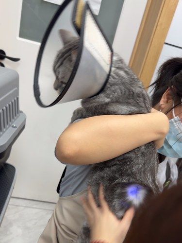 喵星人的美容院日常