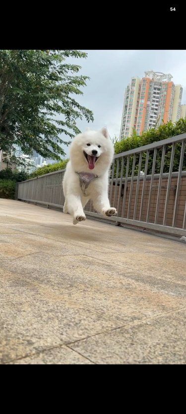 狗狗的快乐时光