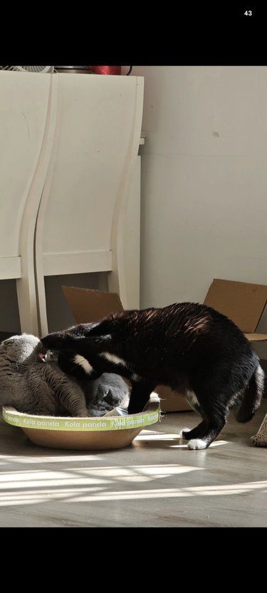 猫咬人