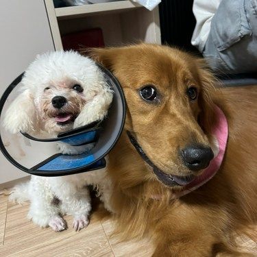 我家狗狗的搞笑日常