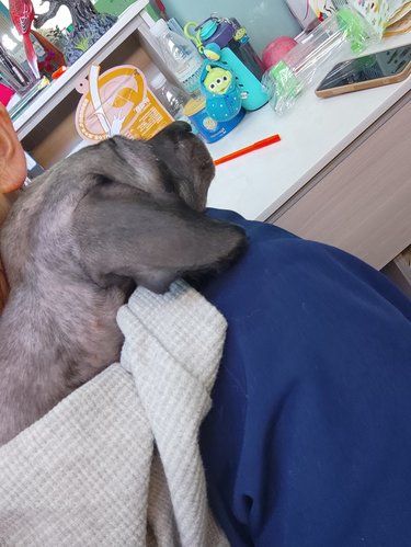 #嘿狗真可爱
